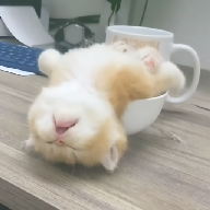 龙物视频下载官方版APP应用